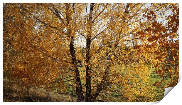 willow tree in the autumn season with foliage changing color, changing the color of willow foliage in autumn Print by Virginija Vaidakaviciene