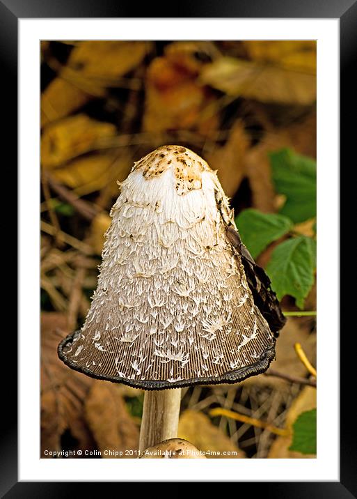 Inkcap Framed Mounted Print by Colin Chipp
