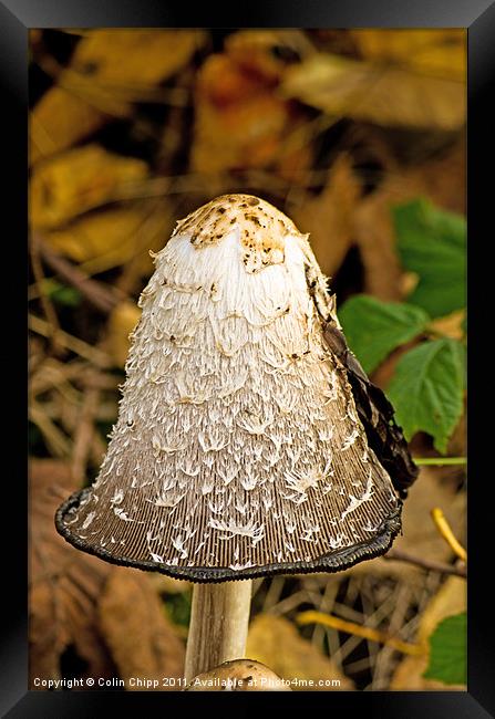 Inkcap Framed Print by Colin Chipp