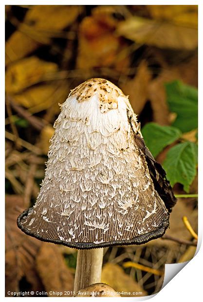 Inkcap Print by Colin Chipp