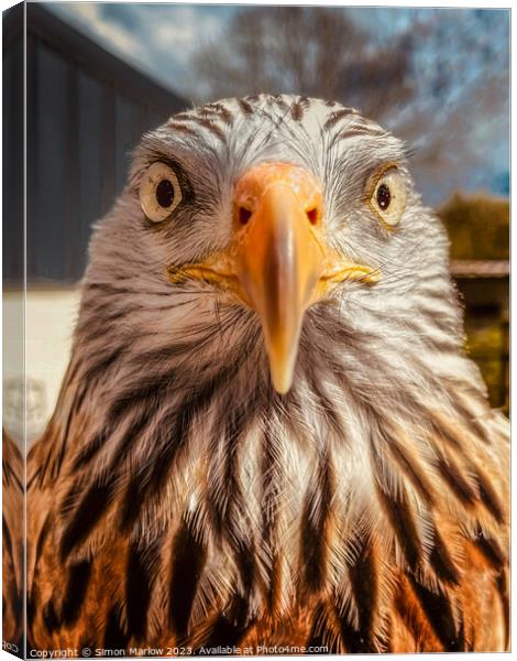 A very closeup portrait of a Red Kite Canvas Print by Simon Marlow