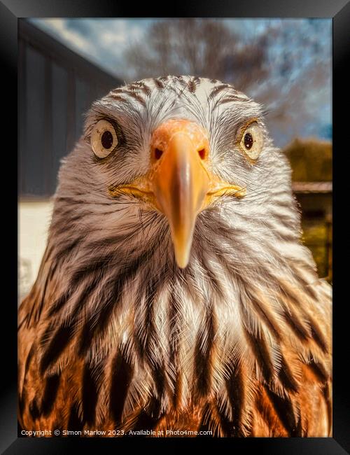 A very closeup portrait of a Red Kite Framed Print by Simon Marlow