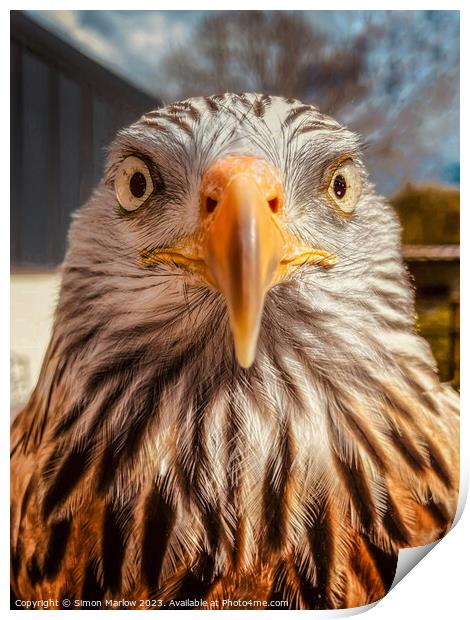 A very closeup portrait of a Red Kite Print by Simon Marlow