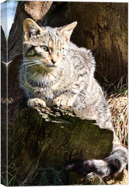 The Scottish wild cat Canvas Print by kathy white