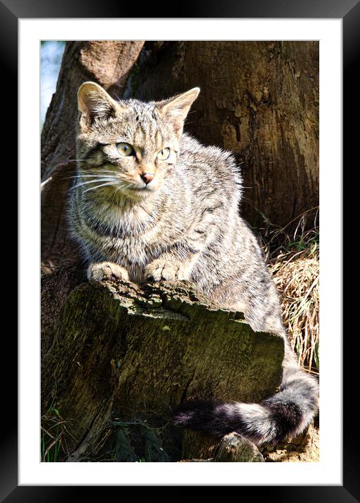 The Scottish wild cat Framed Mounted Print by kathy white