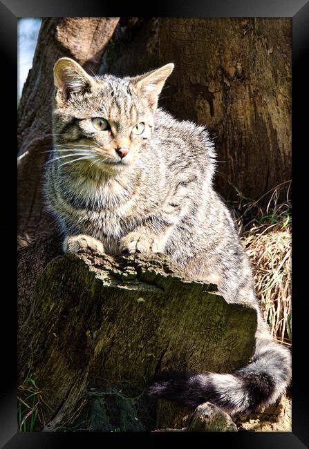 The Scottish wild cat Framed Print by kathy white
