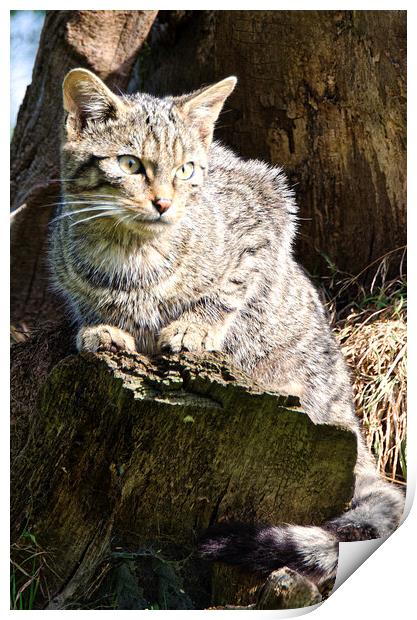 The Scottish wild cat Print by kathy white