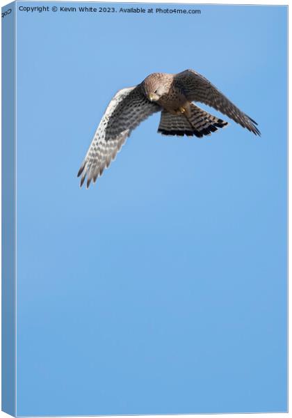 Hovering kestrel preparing to dive down Canvas Print by Kevin White