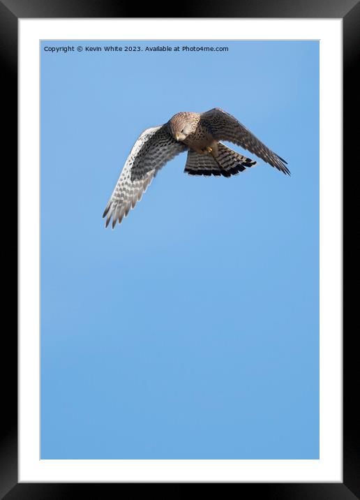 Hovering kestrel preparing to dive down Framed Mounted Print by Kevin White