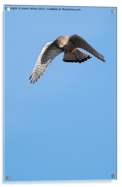 Hovering kestrel preparing to dive down Acrylic by Kevin White