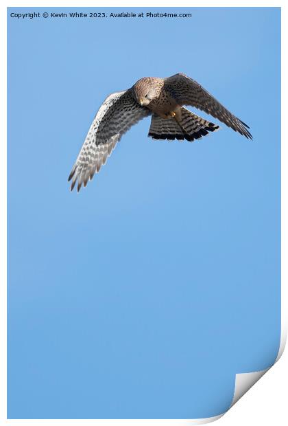 Hovering kestrel preparing to dive down Print by Kevin White