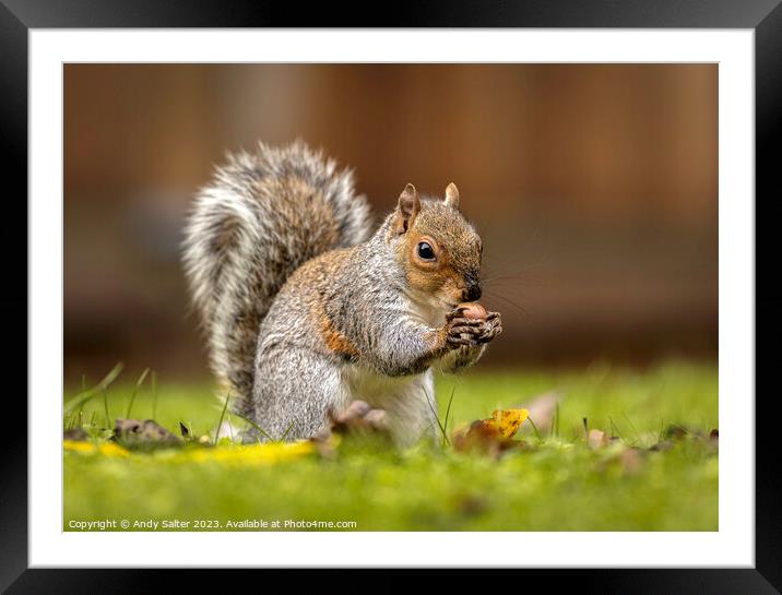 Grey Squirrel eating Hazlenut on Grass Framed Mounted Print by Andy Salter