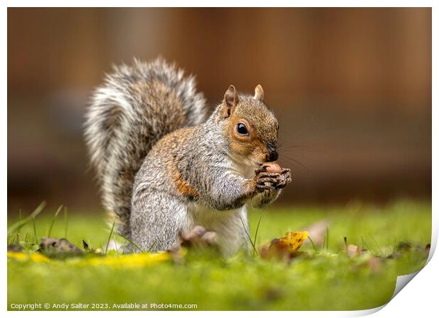 Grey Squirrel eating Hazlenut on Grass Print by Andy Salter