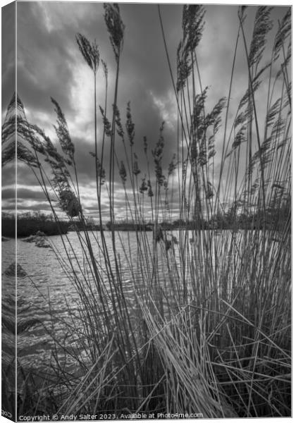 Reeds on the lake Canvas Print by Andy Salter