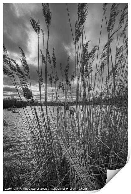 Reeds on the lake Print by Andy Salter