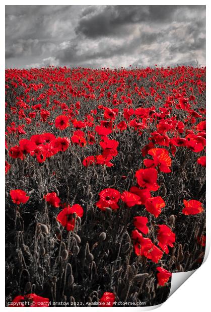 Poppy  field Print by Darryl Bristow