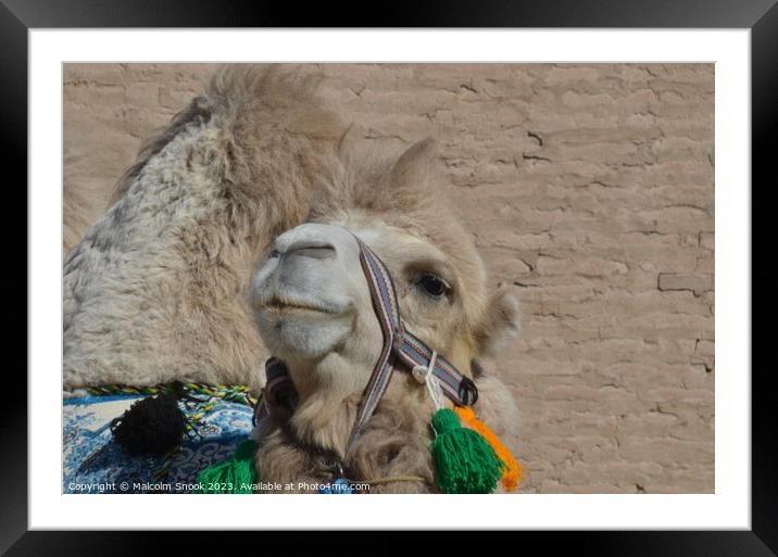Bactrian Camel of Central Asia Framed Mounted Print by Malcolm Snook