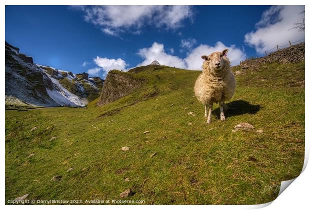 Lone Sheep Print by Darryl Bristow