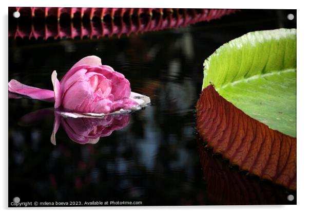Plant flower Acrylic by milena boeva