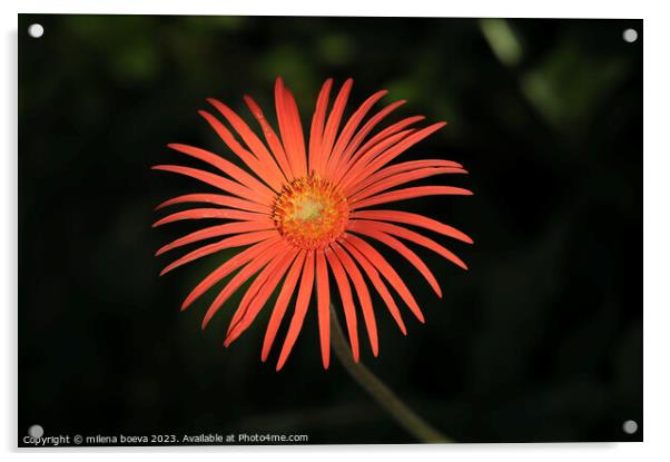 A close up of a flower Acrylic by milena boeva