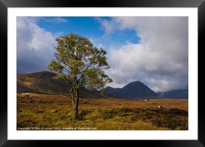 Lone tree of Glencoe 954 Framed Mounted Print by PHILIP CHALK