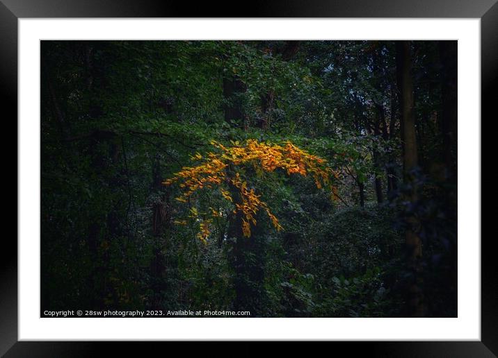 The arts of the woods. Framed Mounted Print by 28sw photography