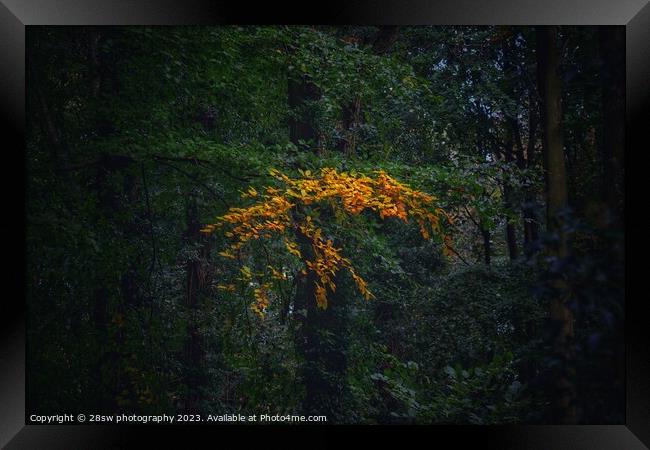 The arts of the woods. Framed Print by 28sw photography