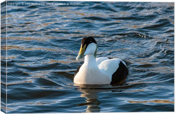 Eider Duck (Male) Canvas Print by Tom McPherson