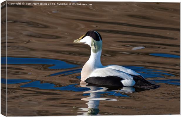 Eider Duck Canvas Print by Tom McPherson