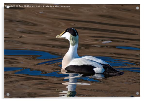 Eider Duck Acrylic by Tom McPherson