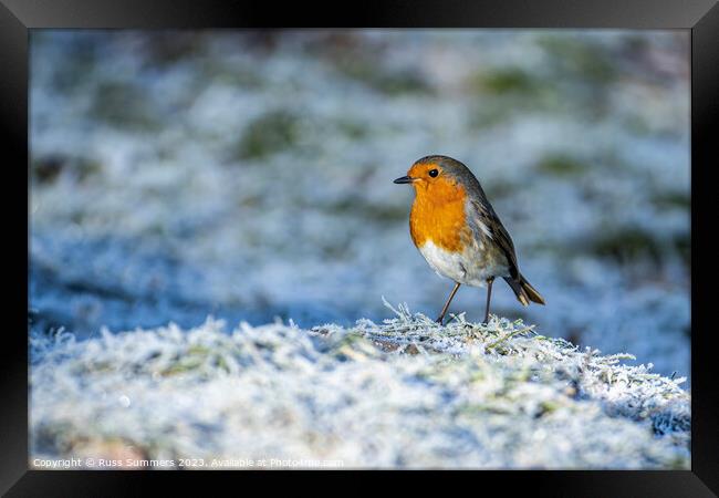 Robin in the frost Framed Print by Russ Summers