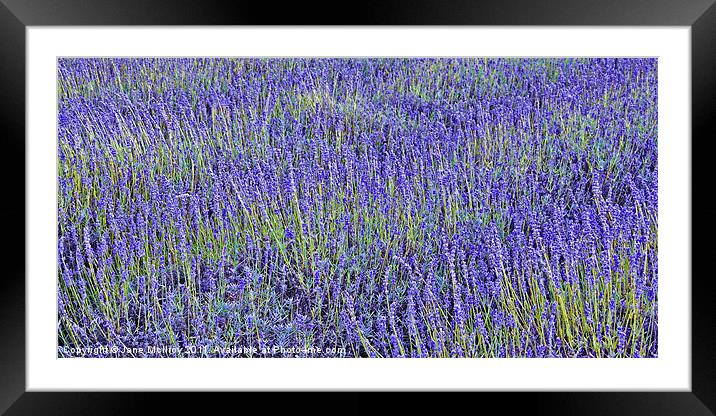 Lavender Fields Framed Mounted Print by Jane McIlroy