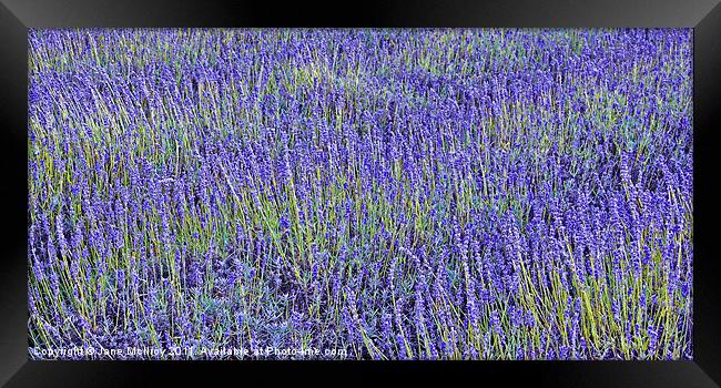 Lavender Fields Framed Print by Jane McIlroy