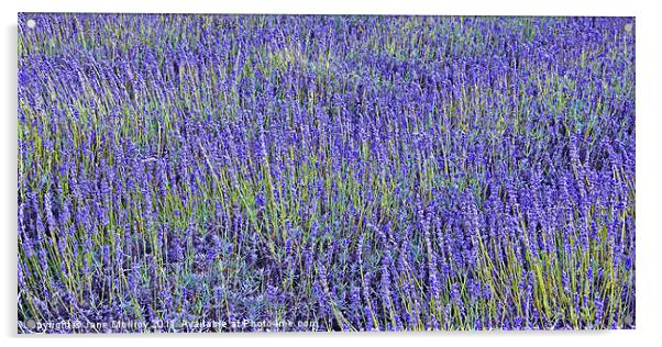 Lavender Fields Acrylic by Jane McIlroy