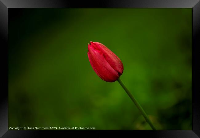 Red Tulip Framed Print by Russ Summers