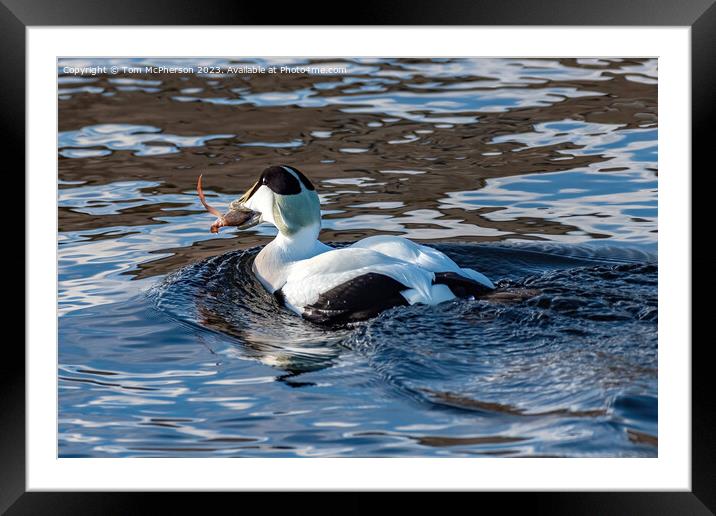 Eider Duck eating Crab Framed Mounted Print by Tom McPherson