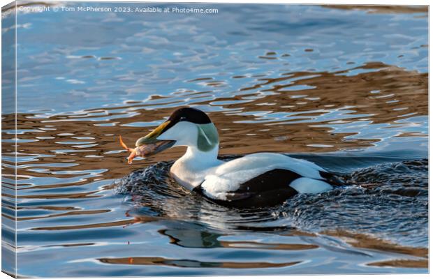 Eider Duck, Male, eating Crab Canvas Print by Tom McPherson