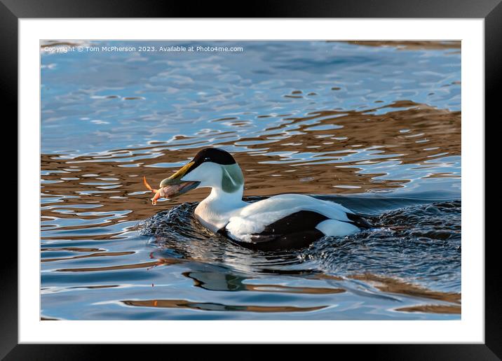 Eider Duck, Male, eating Crab Framed Mounted Print by Tom McPherson