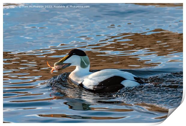 Eider Duck, Male, eating Crab Print by Tom McPherson