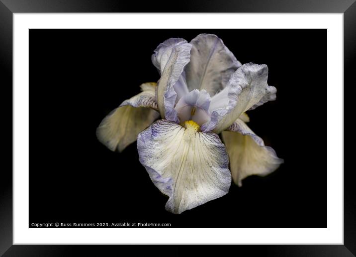Bearded Iris Framed Mounted Print by Russ Summers