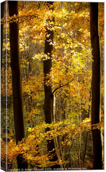 Autumn gold  Canvas Print by Simon Johnson