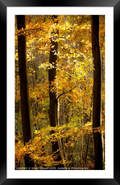 Autumn gold  Framed Mounted Print by Simon Johnson