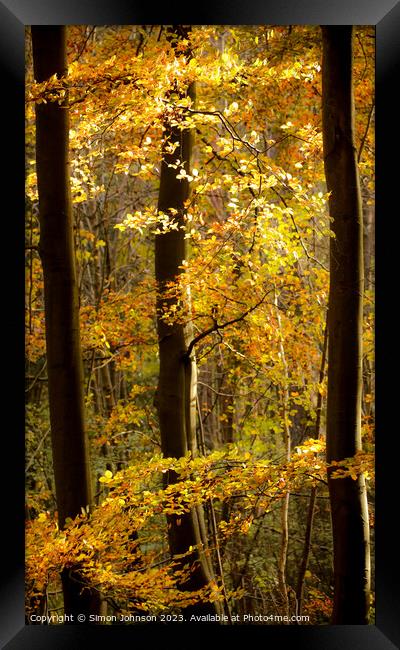 Autumn gold  Framed Print by Simon Johnson