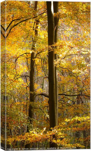 Golden Woodland with Soft focus Canvas Print by Simon Johnson