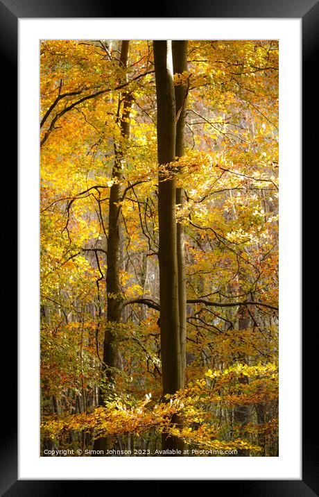 Golden Woodland with Soft focus Framed Mounted Print by Simon Johnson