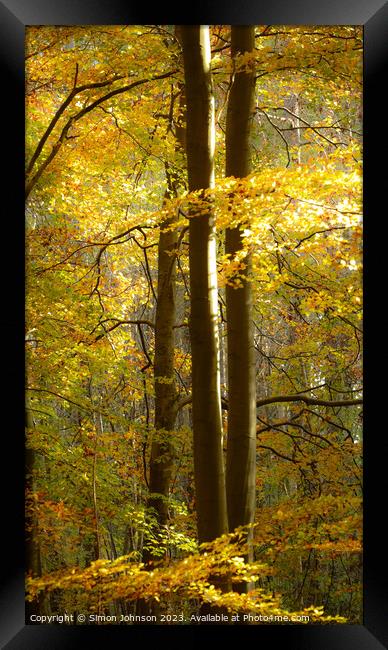 Autumn woodland  Framed Print by Simon Johnson