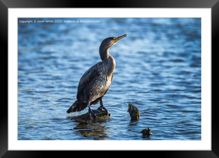 Cormorant perched on a log fishing in a Surrey pond Framed Mounted Print by Kevin White