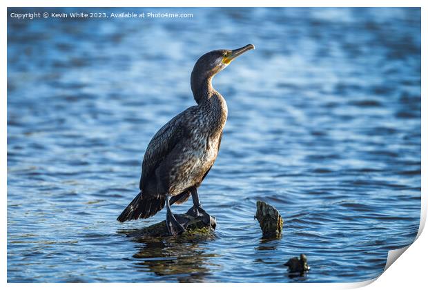 Cormorant perched on a log fishing in a Surrey pond Print by Kevin White