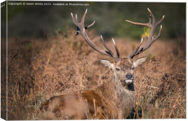 Old red stag lying in the bushes Canvas Print by Kevin White