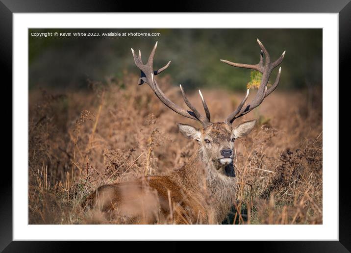 Old red stag lying in the bushes Framed Mounted Print by Kevin White